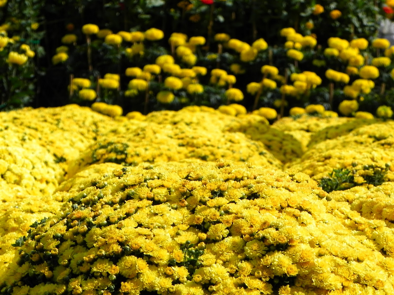 Tuyển tập hình ảnh hoa cúc vàng đẹp nhất – Loài hoa mộc mạc, thiêng liêng - [Kích thước hình ảnh: 1600x1200 px]