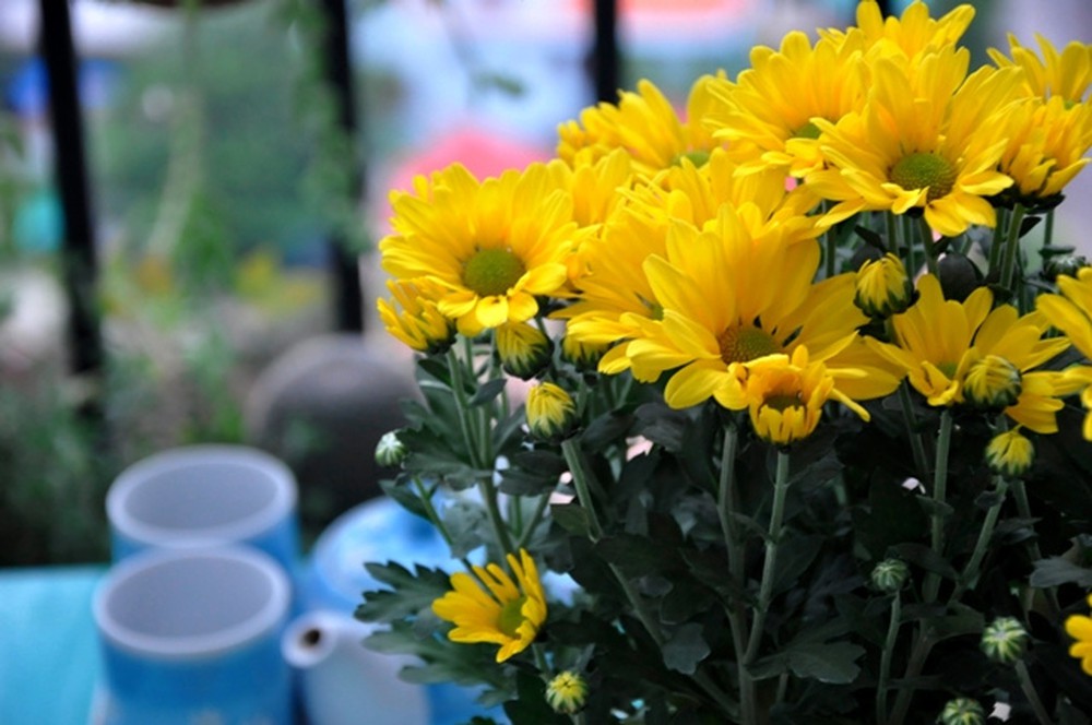 Tuyển tập hình ảnh hoa cúc vàng đẹp nhất – Loài hoa mộc mạc, thiêng liêng - [Kích thước hình ảnh: 1000x664 px]