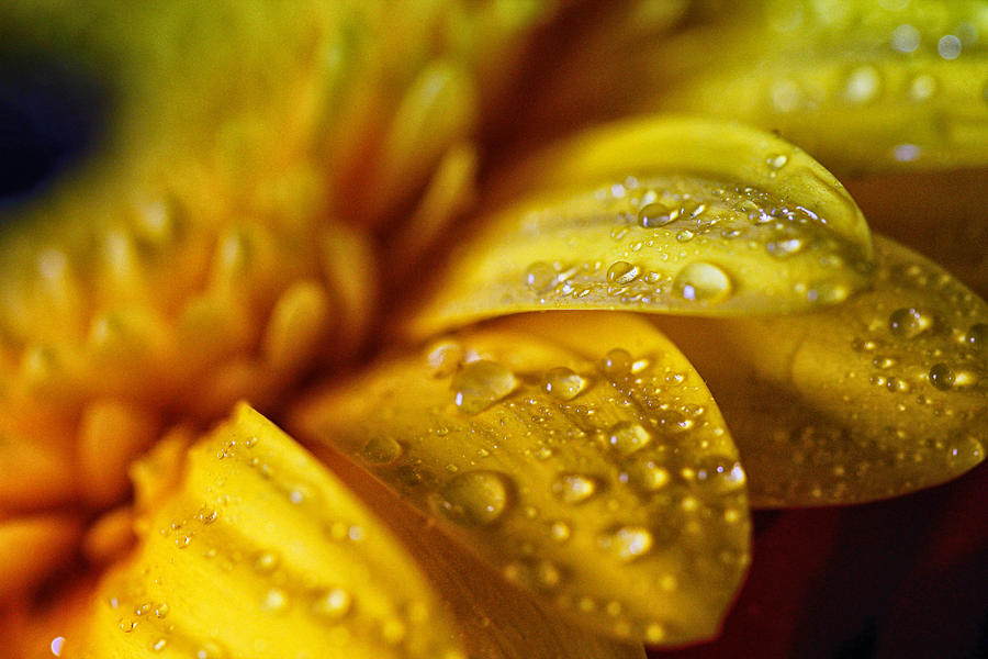 Tuyển tập hình ảnh hoa cúc vàng đẹp nhất – Loài hoa mộc mạc, thiêng liêng - [Kích thước hình ảnh: 900x600 px]