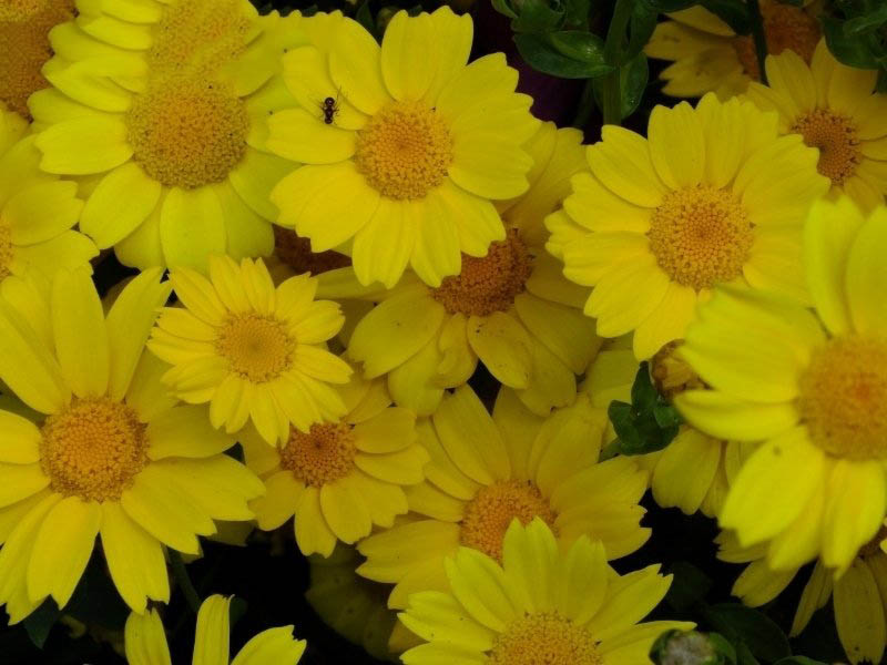 Tuyển tập hình ảnh hoa cúc vàng đẹp nhất – Loài hoa mộc mạc, thiêng liêng - [Kích thước hình ảnh: 800x600 px]