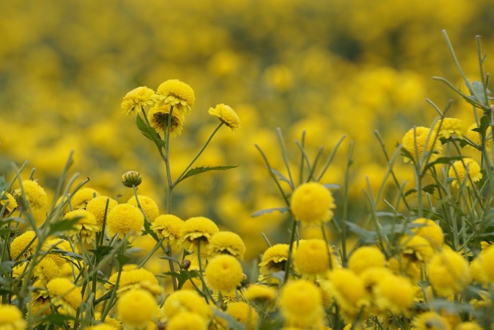 Tuyển tập hình ảnh hoa cúc vàng đẹp nhất – Loài hoa mộc mạc, thiêng liêng - [Kích thước hình ảnh: 1000x668 px]