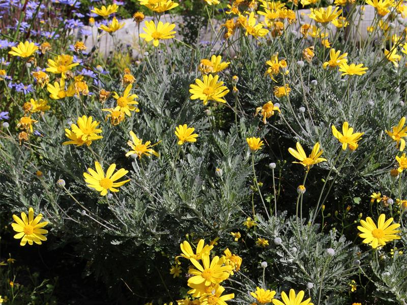 Tuyển tập hình ảnh hoa cúc vàng đẹp nhất – Loài hoa mộc mạc, thiêng liêng - [Kích thước hình ảnh: 800x600 px]