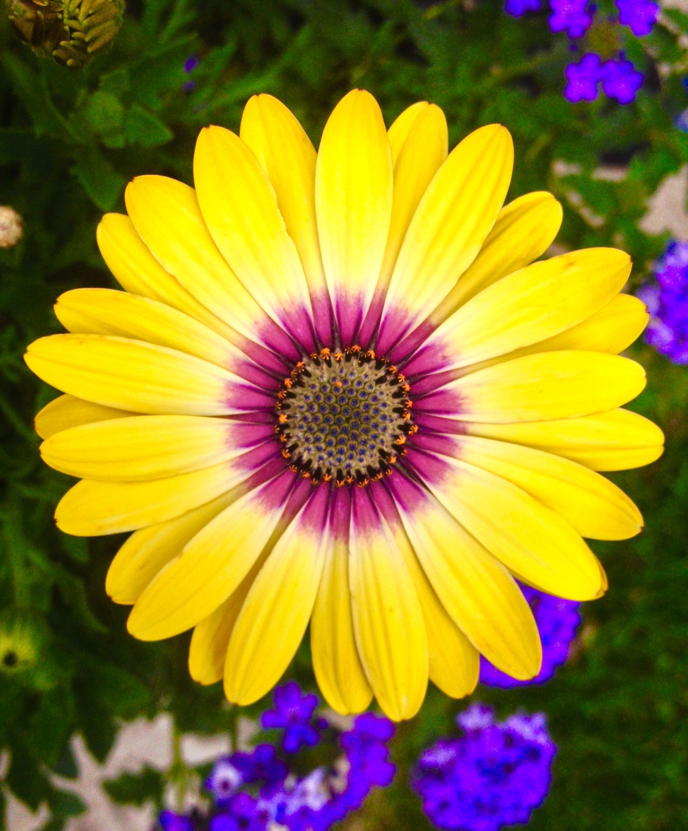 Tuyển tập hình ảnh hoa cúc vàng đẹp nhất – Loài hoa mộc mạc, thiêng liêng - [Kích thước hình ảnh: 2285x2759 px]