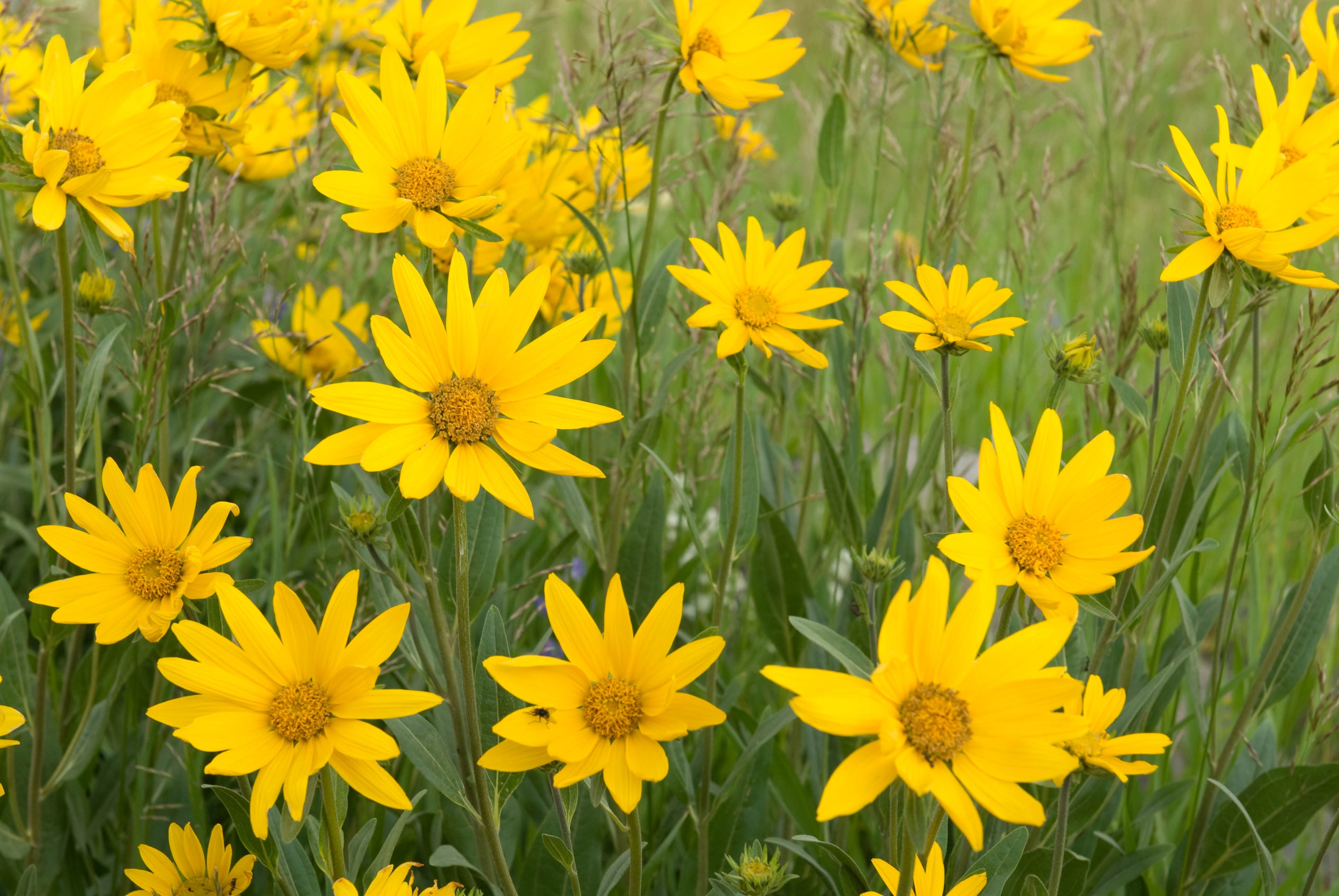 Tuyển tập hình ảnh hoa cúc vàng đẹp nhất – Loài hoa mộc mạc, thiêng liêng - [Kích thước hình ảnh: 3872x2592 px]