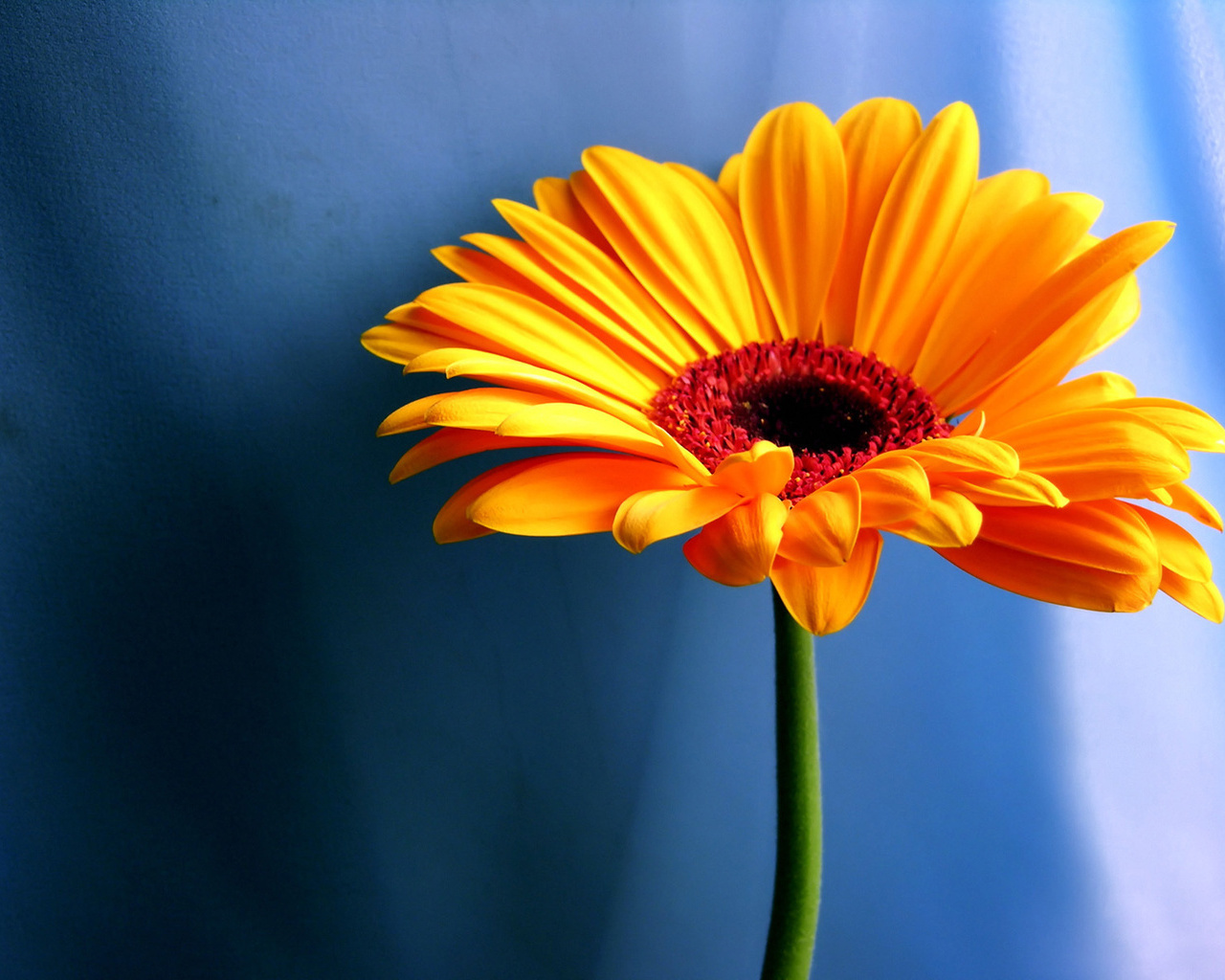 Tuyển tập hình ảnh hoa cúc vàng đẹp nhất – Loài hoa mộc mạc, thiêng liêng - [Kích thước hình ảnh: 1280x1024 px]