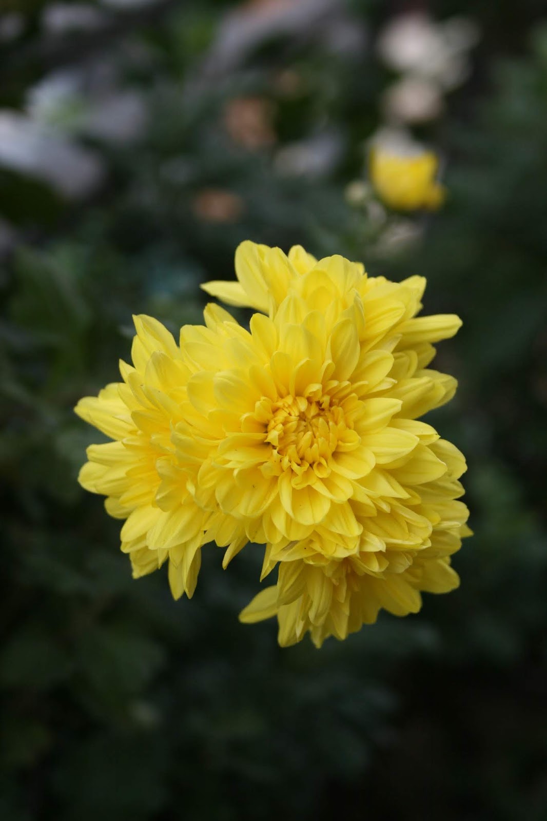 Tuyển tập hình ảnh hoa cúc vàng đẹp nhất – Loài hoa mộc mạc, thiêng liêng - [Kích thước hình ảnh: 1066x1600 px]