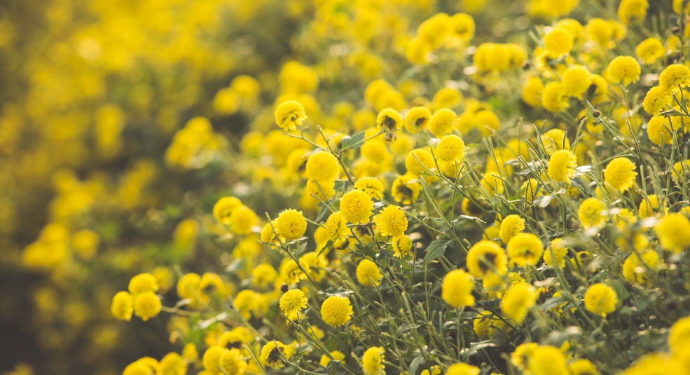 Tuyển tập hình ảnh hoa cúc vàng đẹp nhất – Loài hoa mộc mạc, thiêng liêng - [Kích thước hình ảnh: 985x535 px]