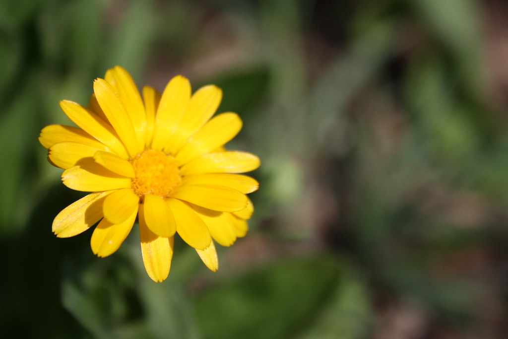 Tuyển tập hình ảnh hoa cúc vàng đẹp nhất – Loài hoa mộc mạc, thiêng liêng - [Kích thước hình ảnh: 1024x683 px]