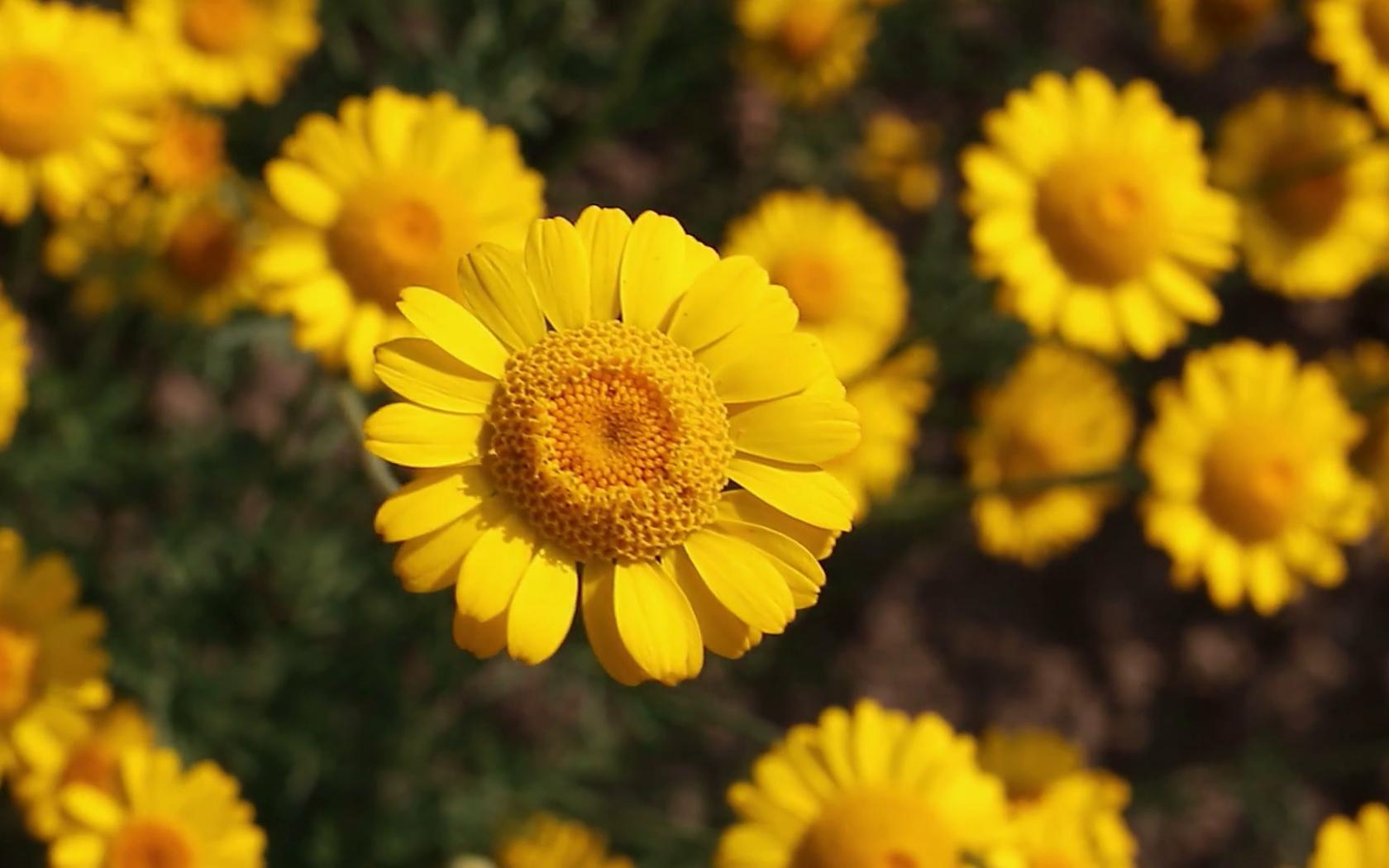 Tuyển tập hình ảnh hoa cúc vàng đẹp nhất – Loài hoa mộc mạc, thiêng liêng - [Kích thước hình ảnh: 1680x1050 px]