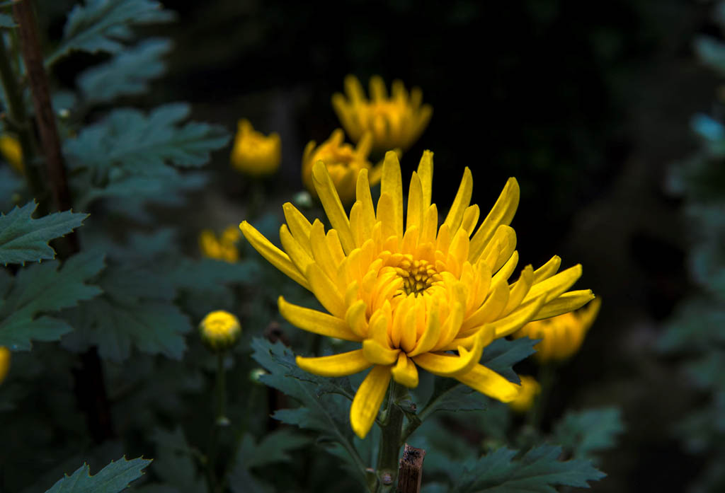 Tuyển tập hình ảnh hoa cúc vàng đẹp nhất – Loài hoa mộc mạc, thiêng liêng - [Kích thước hình ảnh: 1024x697 px]