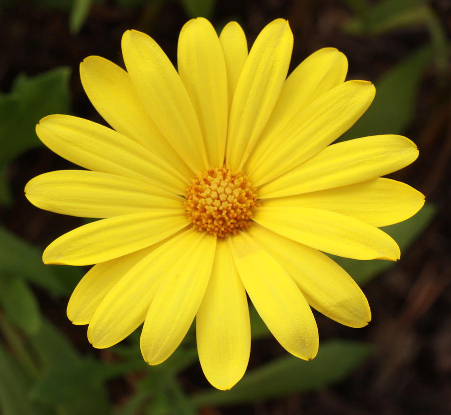 Tuyển tập hình ảnh hoa cúc vàng đẹp nhất – Loài hoa mộc mạc, thiêng liêng - [Kích thước hình ảnh: 900x828 px]