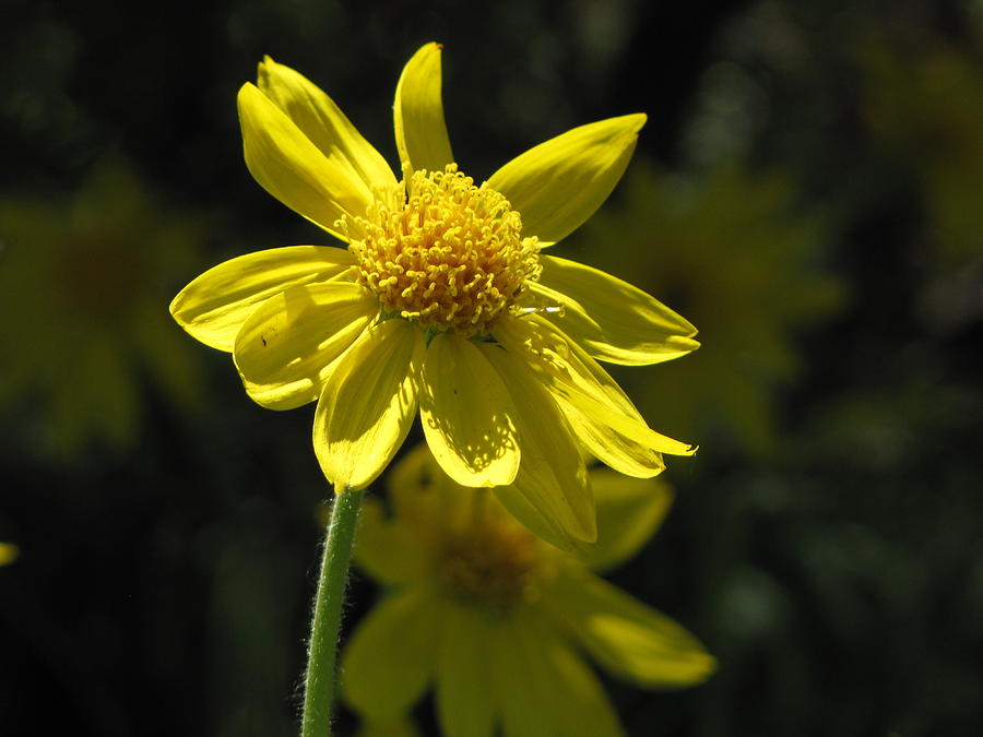 Tuyển tập hình ảnh hoa cúc vàng đẹp nhất – Loài hoa mộc mạc, thiêng liêng - [Kích thước hình ảnh: 900x675 px]