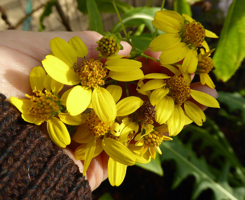 Tuyển tập hình ảnh hoa cúc vàng đẹp nhất – Loài hoa mộc mạc, thiêng liêng - [Kích thước hình ảnh: 850x693 px]