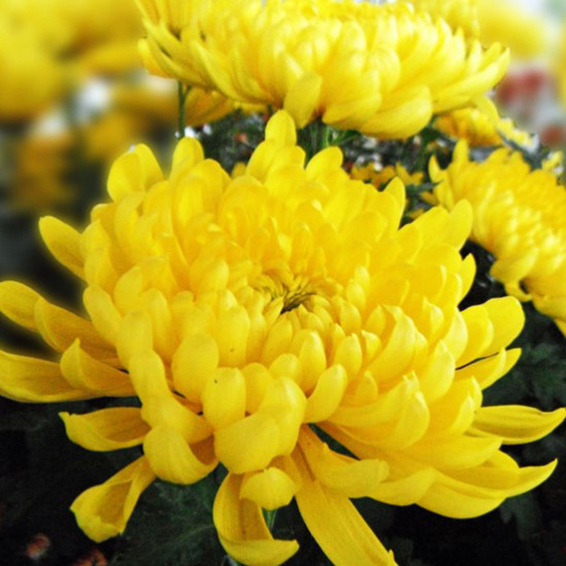 Tuyển tập hình ảnh hoa cúc vàng đẹp nhất – Loài hoa mộc mạc, thiêng liêng - [Kích thước hình ảnh: 800x800 px]