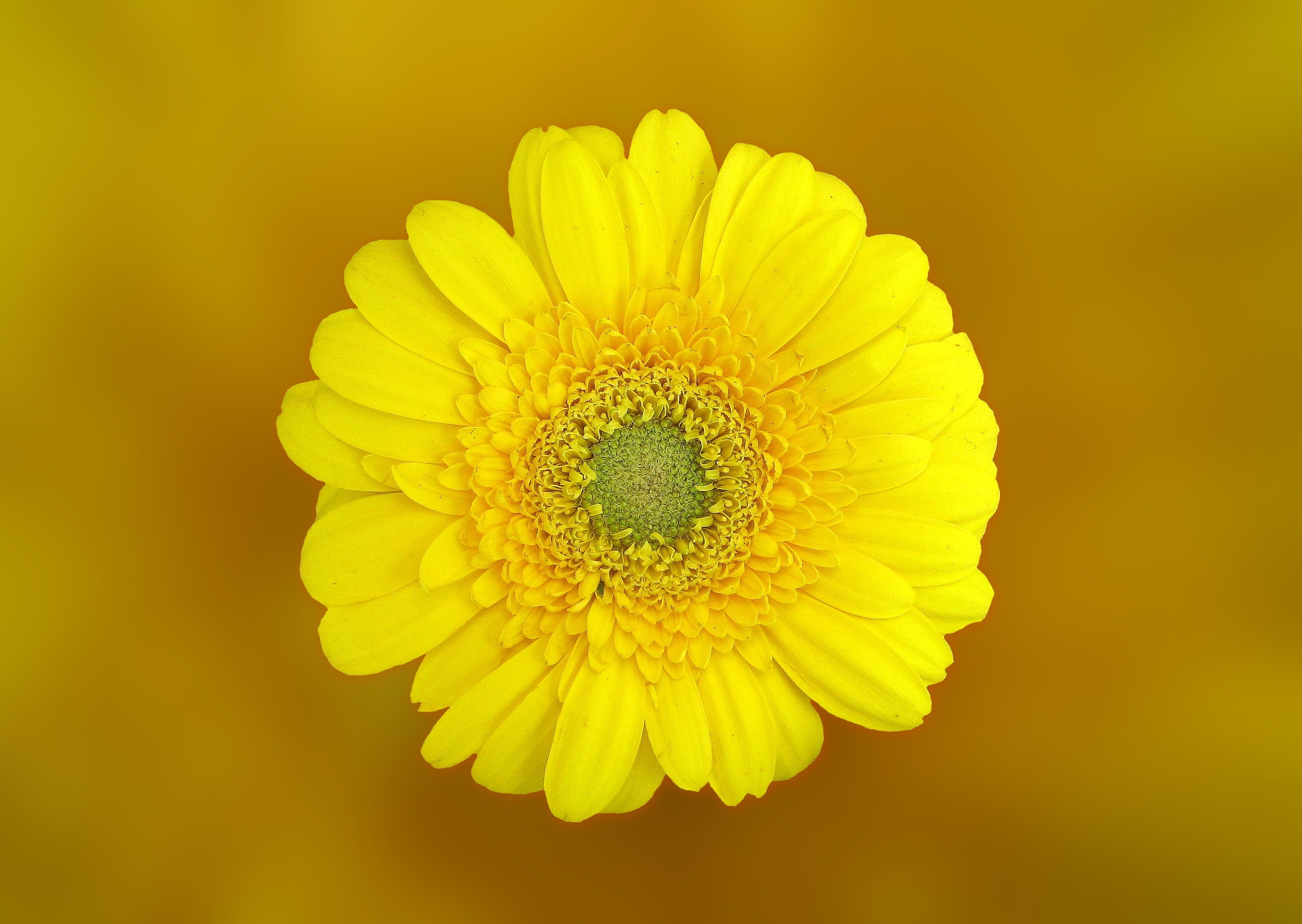 Tuyển tập hình ảnh hoa cúc vàng đẹp nhất – Loài hoa mộc mạc, thiêng liêng - [Kích thước hình ảnh: 2746x1950 px]