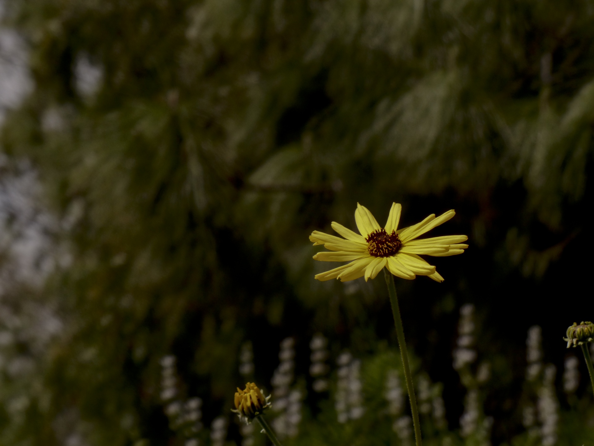 Tuyển tập hình ảnh hoa cúc vàng đẹp nhất – Loài hoa mộc mạc, thiêng liêng - [Kích thước hình ảnh: 1920x1440 px]