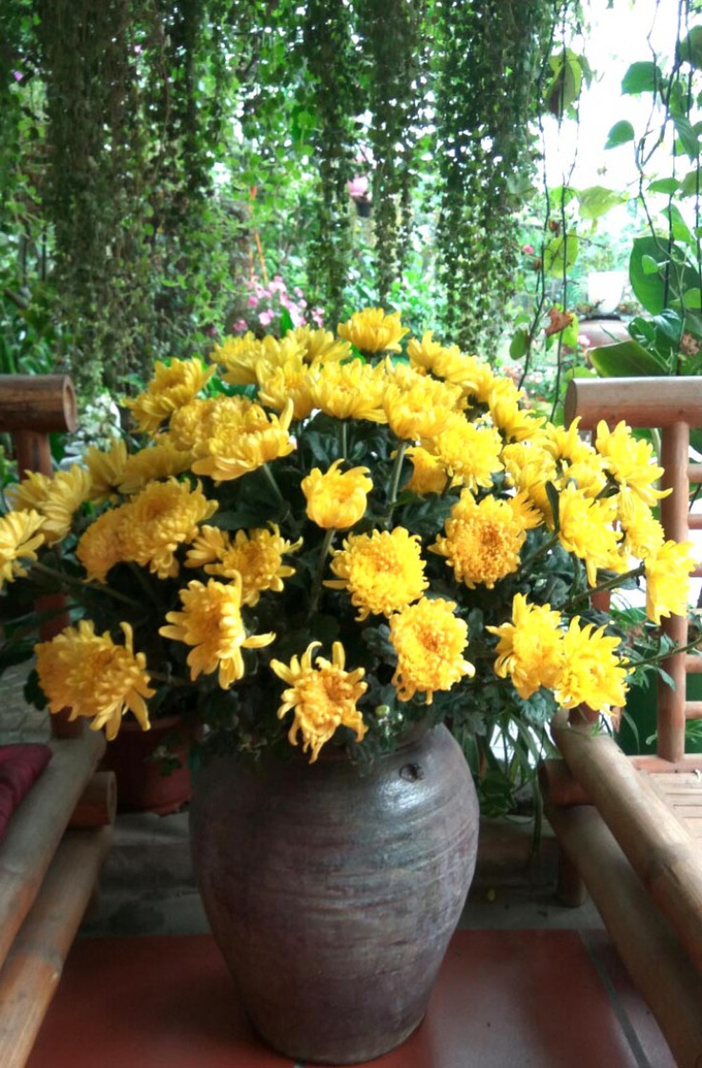 Tuyển tập hình ảnh hoa cúc vàng đẹp nhất – Loài hoa mộc mạc, thiêng liêng - [Kích thước hình ảnh: 1000x1520 px]