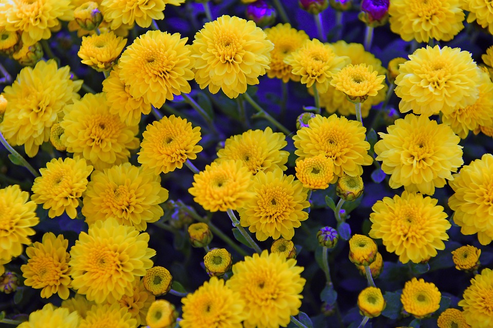 Tuyển tập hình ảnh hoa cúc vàng đẹp nhất – Loài hoa mộc mạc, thiêng liêng - [Kích thước hình ảnh: 960x638 px]