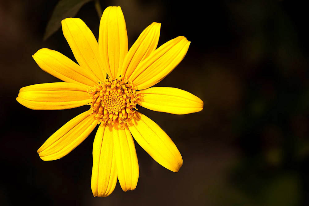 Tuyển tập hình ảnh hoa cúc vàng đẹp nhất – Loài hoa mộc mạc, thiêng liêng - [Kích thước hình ảnh: 1000x667 px]