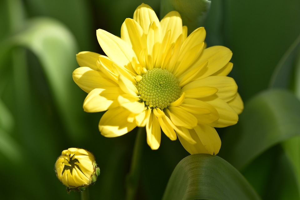 Tuyển tập hình ảnh hoa cúc vàng đẹp nhất – Loài hoa mộc mạc, thiêng liêng - [Kích thước hình ảnh: 960x640 px]
