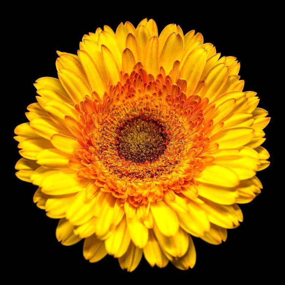 Tuyển tập hình ảnh hoa cúc vàng đẹp nhất – Loài hoa mộc mạc, thiêng liêng - [Kích thước hình ảnh: 1000x1000 px]