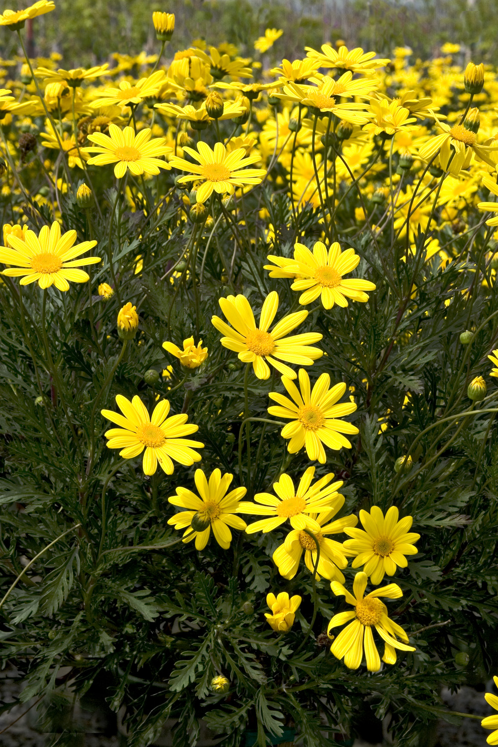 Tuyển tập hình ảnh hoa cúc vàng đẹp nhất – Loài hoa mộc mạc, thiêng liêng - [Kích thước hình ảnh: 1000x1500 px]