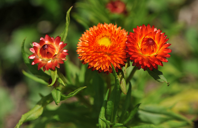 Tổng hợp những hình ảnh đẹp nhất về hoa bất tử – Loài hoa không bao giờ chết - [Kích thước hình ảnh: 640x413 px]