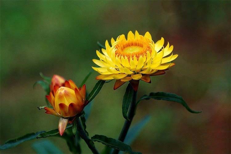 Tổng hợp những hình ảnh đẹp nhất về hoa bất tử – Loài hoa không bao giờ chết - [Kích thước hình ảnh: 750x500 px]