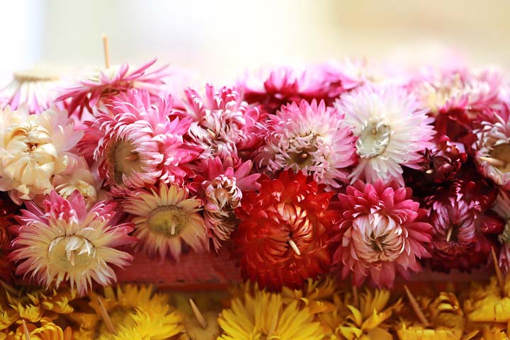 Tổng hợp những hình ảnh đẹp nhất về hoa bất tử – Loài hoa không bao giờ chết - [Kích thước hình ảnh: 720x480 px]