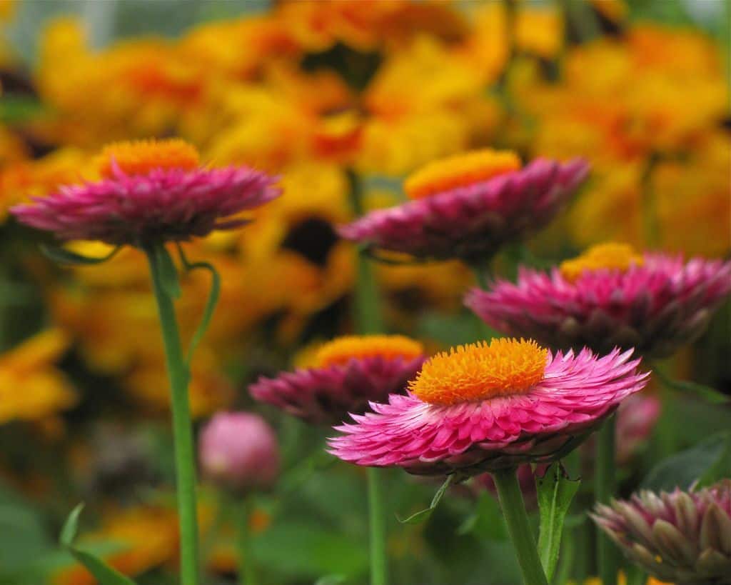 Tổng hợp những hình ảnh đẹp nhất về hoa bất tử – Loài hoa không bao giờ chết - [Kích thước hình ảnh: 1024x819 px]