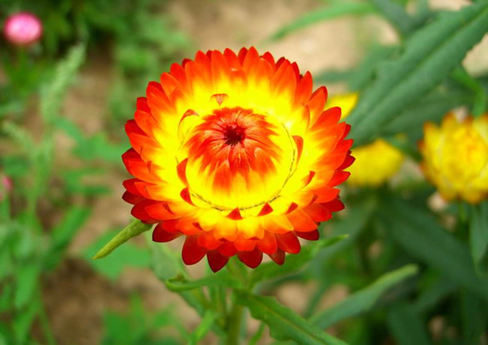 Tổng hợp những hình ảnh đẹp nhất về hoa bất tử – Loài hoa không bao giờ chết - [Kích thước hình ảnh: 1000x708 px]