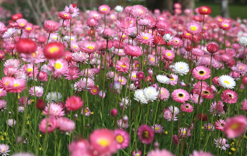 Tổng hợp những hình ảnh đẹp nhất về hoa bất tử – Loài hoa không bao giờ chết - [Kích thước hình ảnh: 800x506 px]