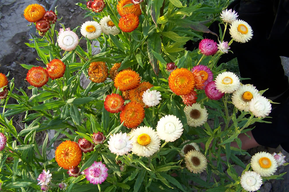 Tổng hợp những hình ảnh đẹp nhất về hoa bất tử – Loài hoa không bao giờ chết - [Kích thước hình ảnh: 1000x666 px]