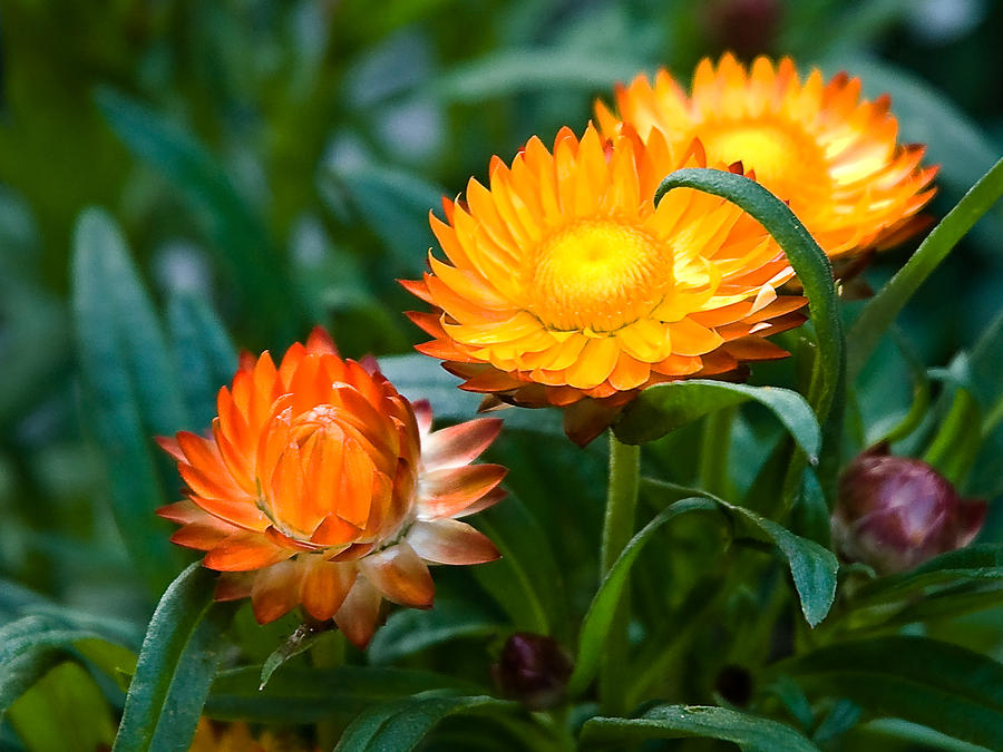 Tổng hợp những hình ảnh đẹp nhất về hoa bất tử – Loài hoa không bao giờ chết - [Kích thước hình ảnh: 900x675 px]