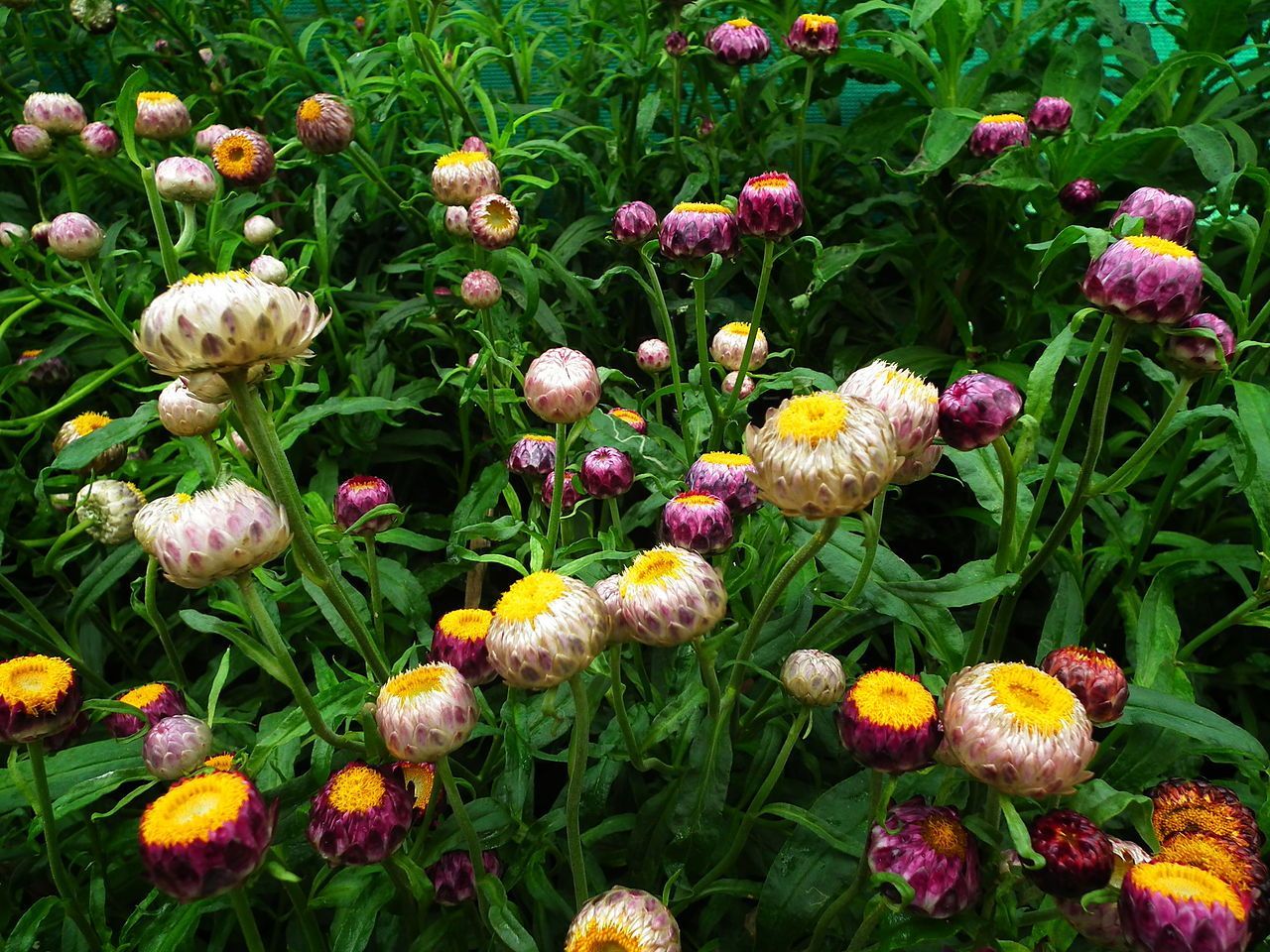 Tổng hợp những hình ảnh đẹp nhất về hoa bất tử – Loài hoa không bao giờ chết - [Kích thước hình ảnh: 1280x960 px]