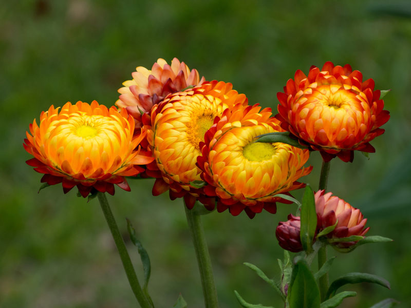 Tổng hợp những hình ảnh đẹp nhất về hoa bất tử – Loài hoa không bao giờ chết - [Kích thước hình ảnh: 800x600 px]