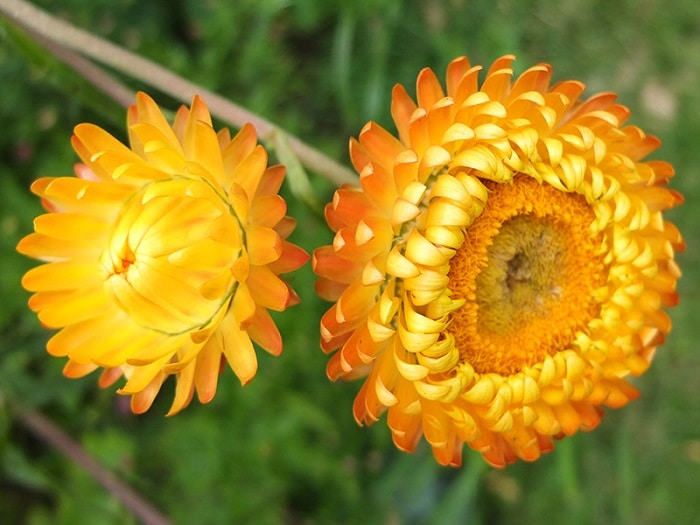 Tổng hợp những hình ảnh đẹp nhất về hoa bất tử – Loài hoa không bao giờ chết - [Kích thước hình ảnh: 700x525 px]
