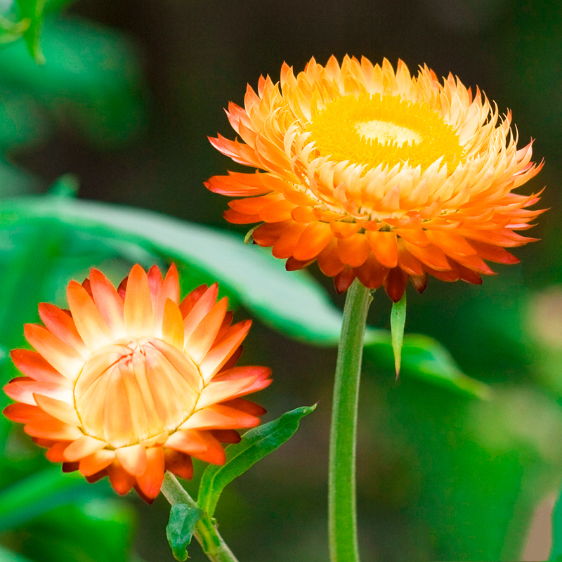 Tổng hợp những hình ảnh đẹp nhất về hoa bất tử – Loài hoa không bao giờ chết - [Kích thước hình ảnh: 800x800 px]