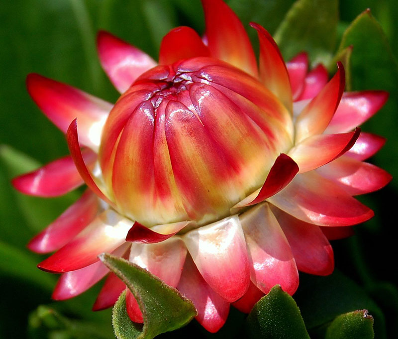 Tổng hợp những hình ảnh đẹp nhất về hoa bất tử – Loài hoa không bao giờ chết - [Kích thước hình ảnh: 800x681 px]