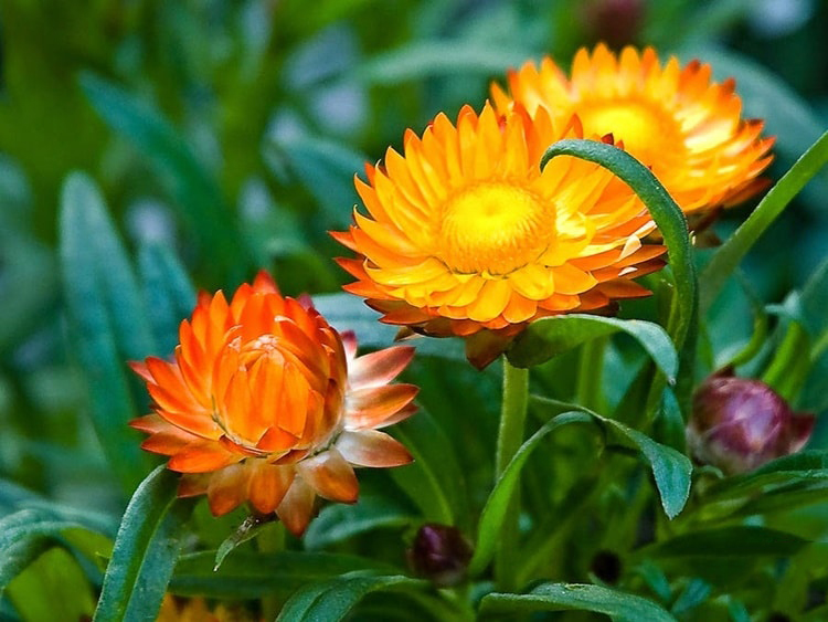 Tổng hợp những hình ảnh đẹp nhất về hoa bất tử – Loài hoa không bao giờ chết - [Kích thước hình ảnh: 750x563 px]