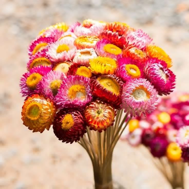 Tổng hợp những hình ảnh đẹp nhất về hoa bất tử – Loài hoa không bao giờ chết - [Kích thước hình ảnh: 736x736 px]
