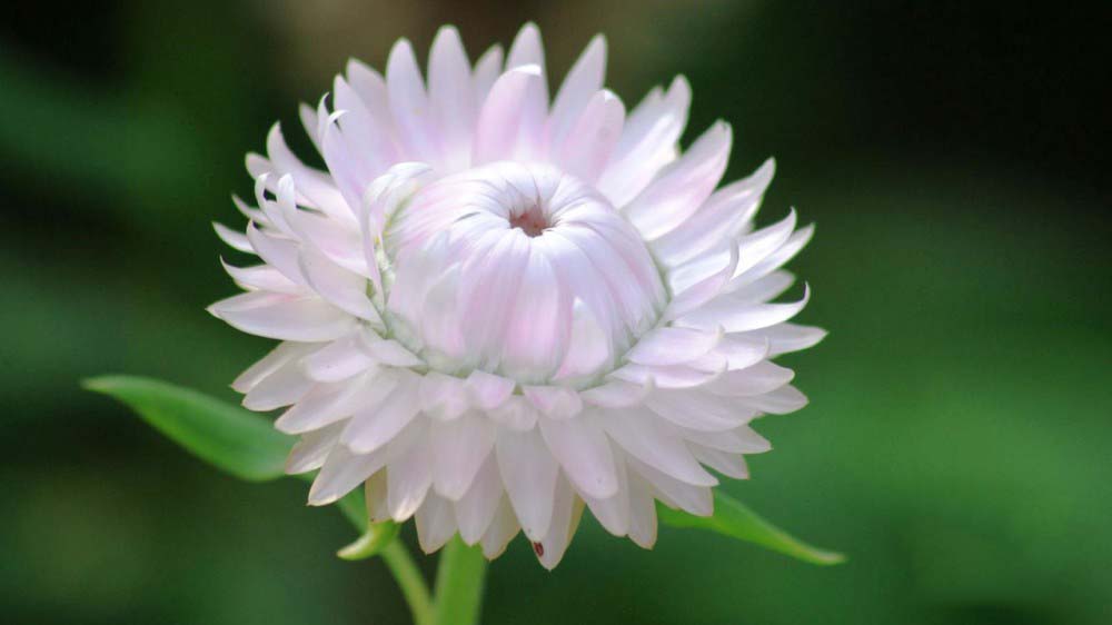 Tổng hợp những hình ảnh đẹp nhất về hoa bất tử – Loài hoa không bao giờ chết - [Kích thước hình ảnh: 1000x562 px]
