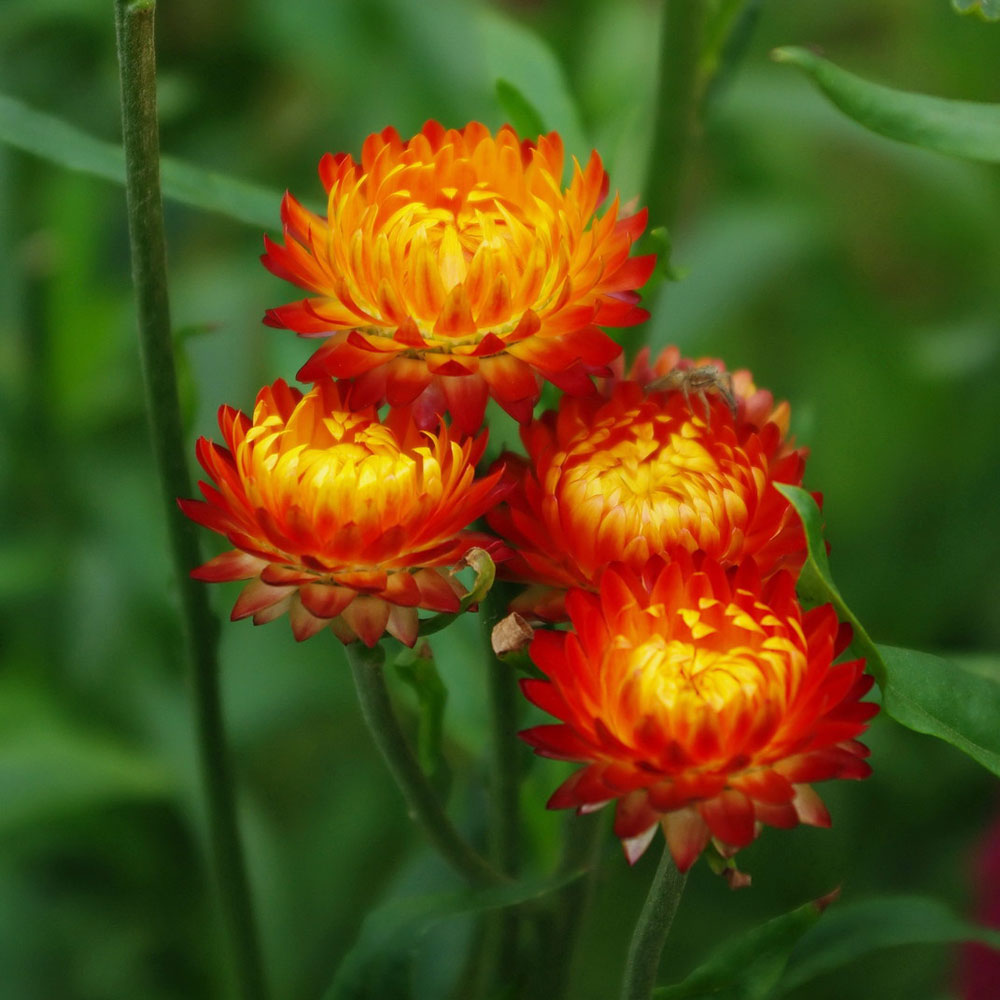 Tổng hợp những hình ảnh đẹp nhất về hoa bất tử – Loài hoa không bao giờ chết - [Kích thước hình ảnh: 1000x1000 px]