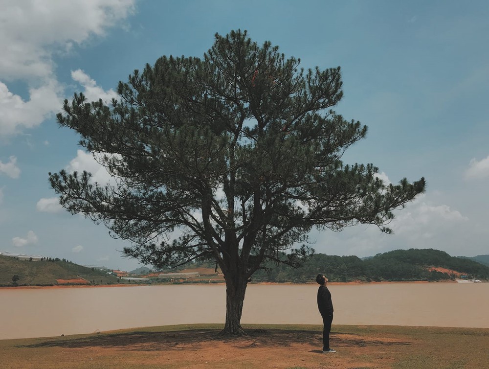 Tổng hợp hình ảnh cây thông cô đơn ở Đà Lạt nơi sống ảo triệu view - [Kích thước hình ảnh: 1000x754 px]