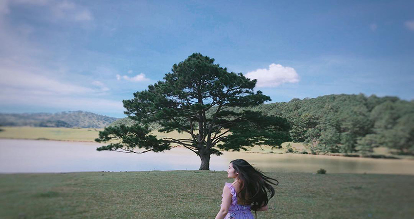 Tổng hợp hình ảnh cây thông cô đơn ở Đà Lạt nơi sống ảo triệu view - [Kích thước hình ảnh: 850x450 px]