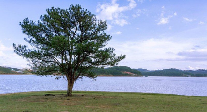 Tổng hợp hình ảnh cây thông cô đơn ở Đà Lạt nơi sống ảo triệu view - [Kích thước hình ảnh: 800x436 px]