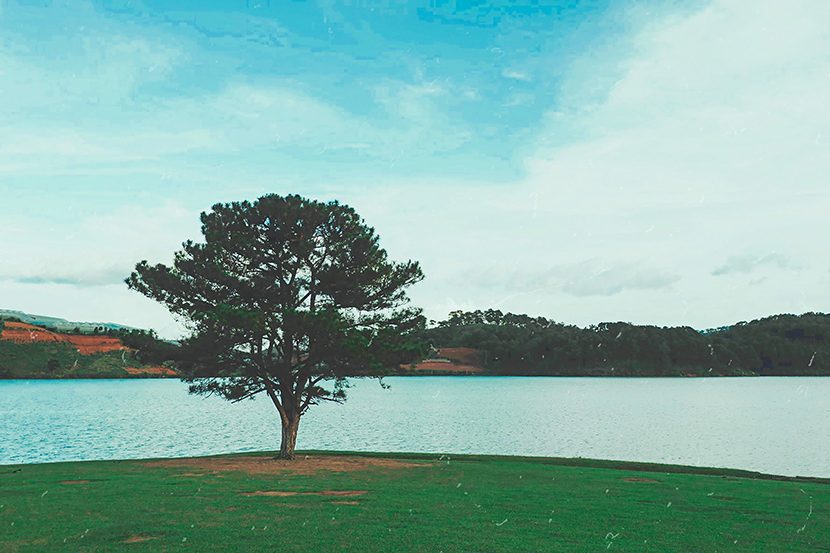 Tổng hợp hình ảnh cây thông cô đơn ở Đà Lạt nơi sống ảo triệu view - [Kích thước hình ảnh: 830x553 px]