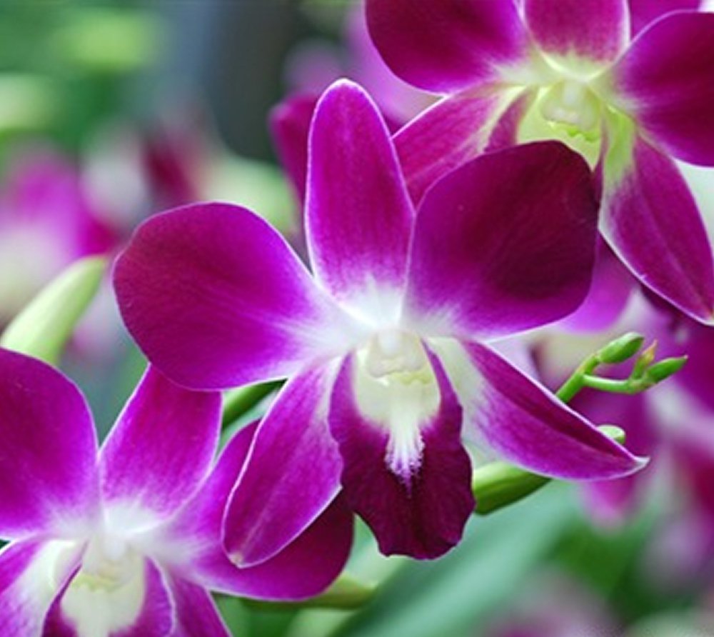 Tổng hợp hình ảnh hoa lan tam bảo sắc đẹp nhất 1000x892