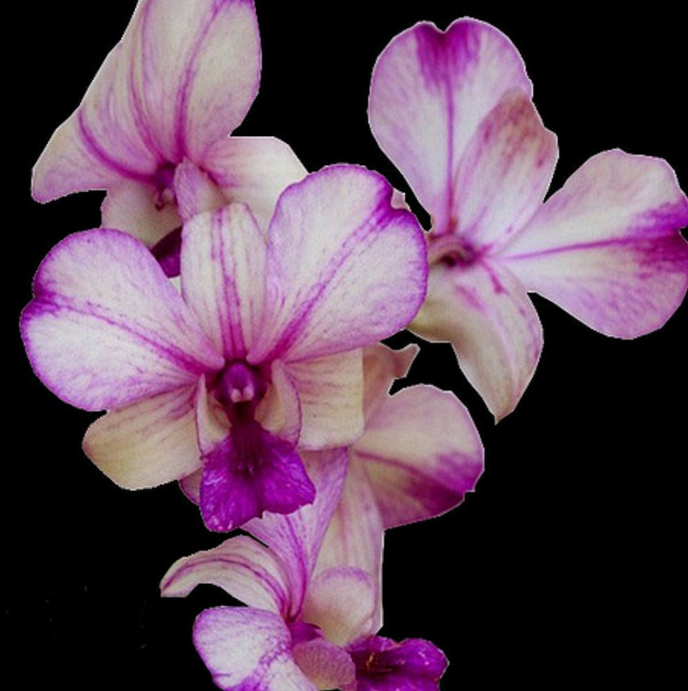 Tổng hợp hình ảnh hoa lan tam bảo sắc đẹp nhất 1000x1004