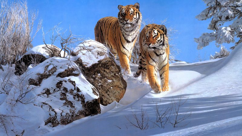 Tranhto24h: Ảnh 2 con hổ bước đi trong tuyết trắng, 800x450px